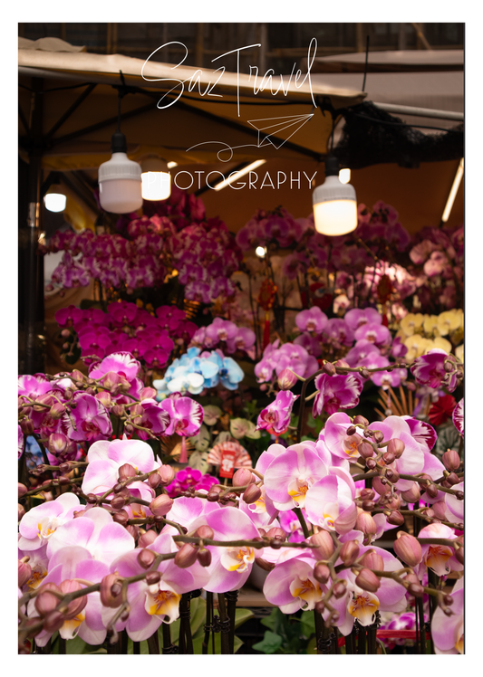 Orchid flowers at Mongkok Flower Market, Hong Kong
