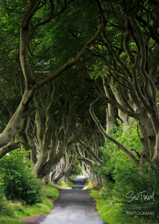 The Dark Hedges